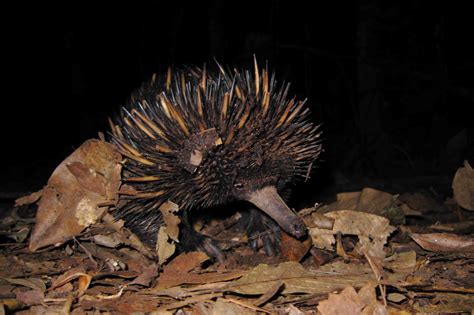 Newborn Echidna