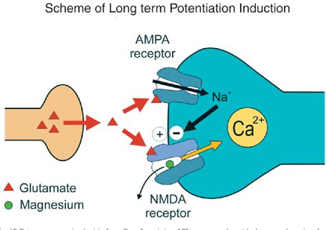 [PDF] The NMDA receptor antagonist memantine as a symptomatological and neuroprotective ...