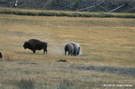 mountaininterval.org - Images from the American West: Buffalo