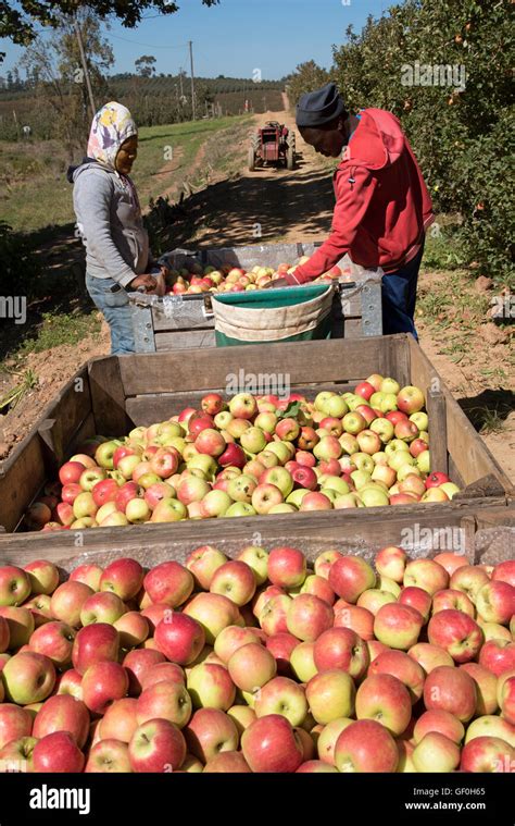 Picking Fruit Farm Workers Stock Photos & Picking Fruit Farm Workers Stock Images - Alamy