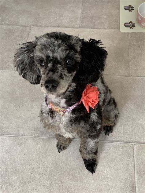 Merle poodle genetics | Poodle Forum