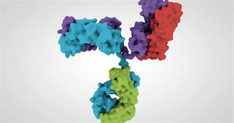 Antibody Humanization | Antibody Engineering | Fusion Antibodies