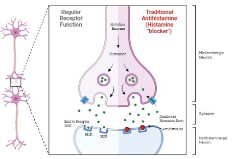 ANTIHISTAMINE: RECEPTOR AND REUPTAKE FUNCTION. This diagram displays... | Download Scientific ...