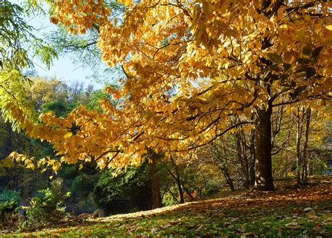 Autumn oak tree in park stock photo containing city and october | High-Quality Nature Stock ...