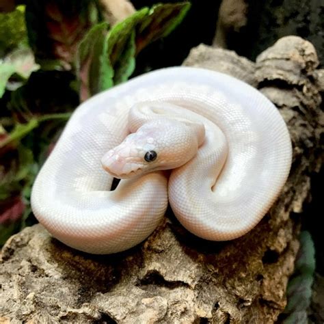 Albino ball python for sale online | baby albino ball pythons for sale ...