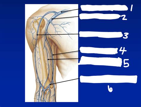 Upper Extremity Venous Anatomy