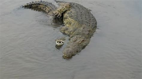 Crocodile mating - YouTube