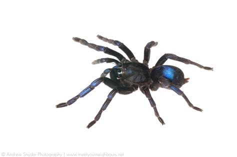 Newly Discovered Blue Tarantula A Beacon For Invertebrate Conservation ...