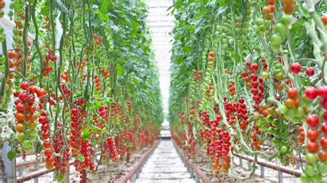The World's First Commercial-Scale Indoor Tomato Farm To Open In UAE ...