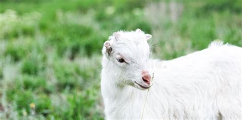 Cute White Baby Goat in Green Grass of Meadow. Stock Image - Image of ...