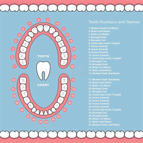 Tooth chart with names - dental infographics, teeth in jaw royalty free ...