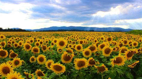 Sunflower Field in the Netherlands [3266x1835] /u/AlphaWolf101 : ImagesOfEarth