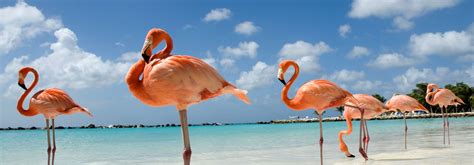 Aruba Cruise Deals 2023 & 2024 | Seascanner.co.uk