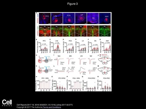 Organization of Functional Long-Range Circuits Controlling the Activity ...