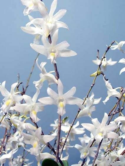 White-flowered Orchids - American Orchid Society