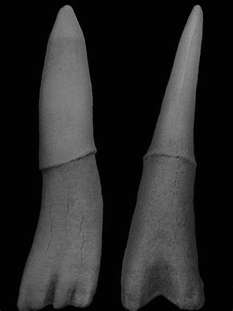 Sawfish fossils suggest teeth likely evolved from body scales in ...