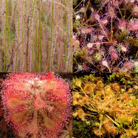 Sundew Mix Seeds — Carnivorous Plant Nursery