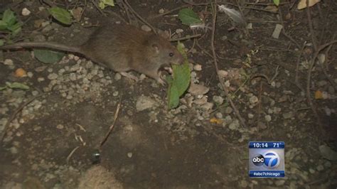 Crews use dry ice to combat Chicago's rat problem - ABC7 Chicago