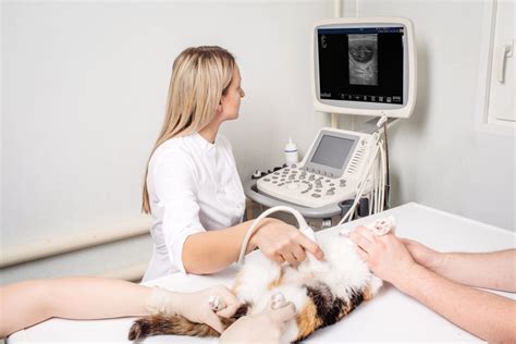 Ultrasound - Happy Pets Mobile Vet - Tampa, FL