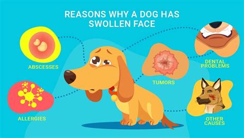 My Dog Has Swollen Face: 7 Reasons Why and What You Must Do