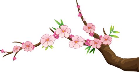 Cherry blossom branch isolated 12404265 Vector Art at Vecteezy