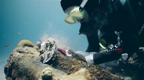 How coral restoration helps restore reefs after bleaching