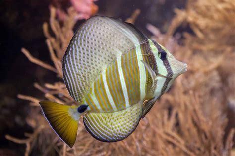 Sailfin Tang (Zebrasoma veliferum): Ultimate Care Guide - Fish Laboratory