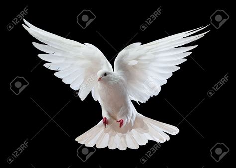 A free flying white dove isolated on a black background | Dove images ...