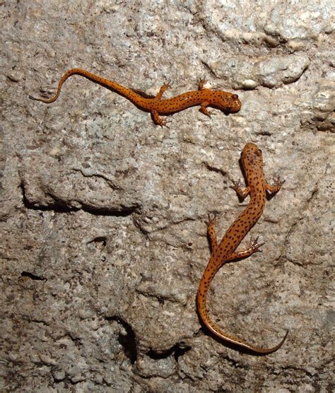 Cave Salamanders | Salamander, Amphibians, Wildlife