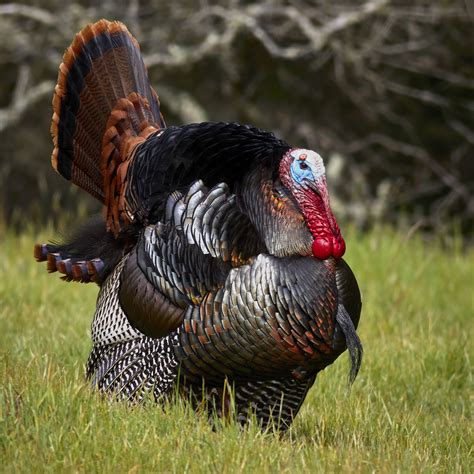 Illinois public lands are now open for the spring season for wild turkey hunting | WUEZ - Marion, IL