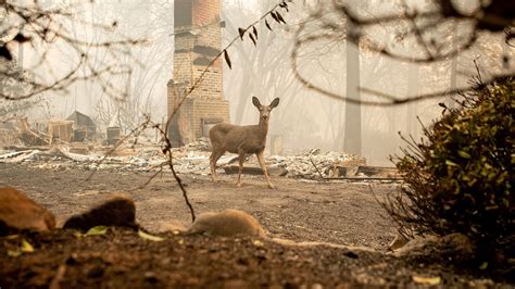 Thousands of animals displaced by California wildfires | kgw.com