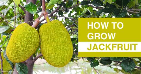 How to Grow Jackfruit