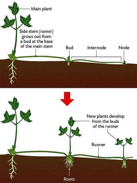 Vegetative Propagation