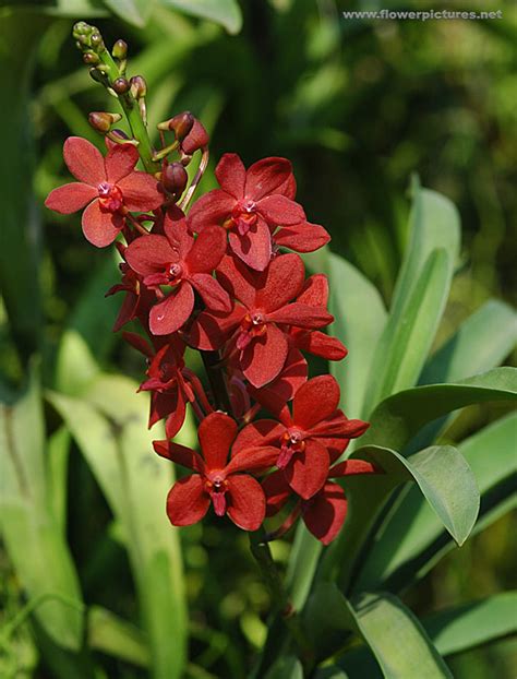 Red Mokara Orchids - Metropolitan Wholesale | Metropolitan Wholesale