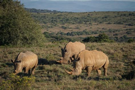 Amakhala Game Reserve - Where Your African Safari Dreams Come True