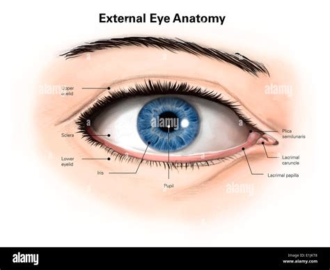 Eye Anatomy Images