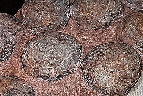 10 Facts About Dinosaur Eggs