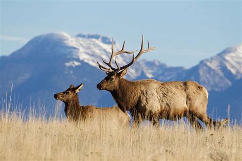 Discover The Largest Elk Ever Caught in Alaska