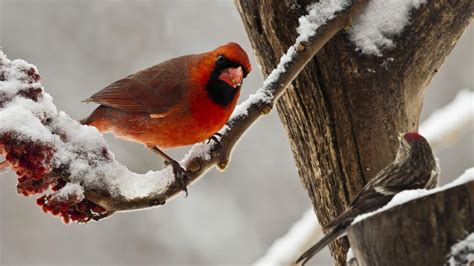 Winter Birds Desktop Wallpapers - Top Free Winter Birds Desktop Backgrounds - WallpaperAccess