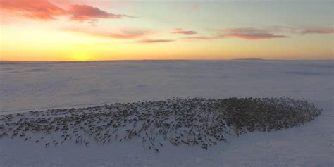 This video of reindeer herding will take your breath away