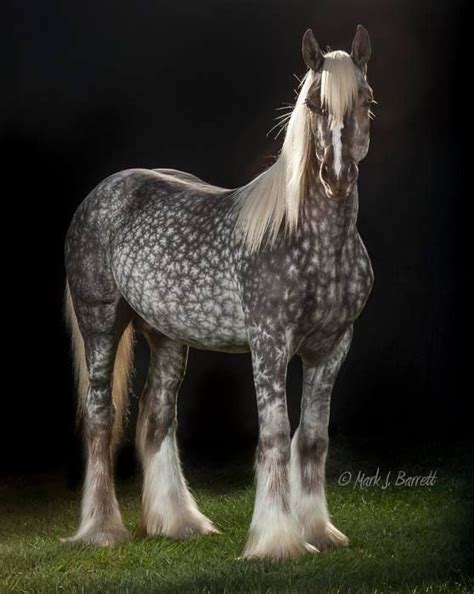 1131 best GYPSY VANNER HORSES images on Pinterest | Equestrian, American quarter horses and ...