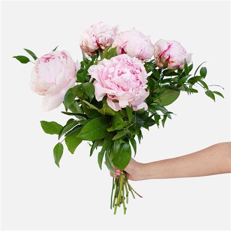 Pale Pink Peony Bouquet - Flower Delivery NYC - PlantShed.com