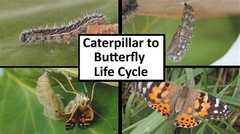 How long is a caterpillar life cycle