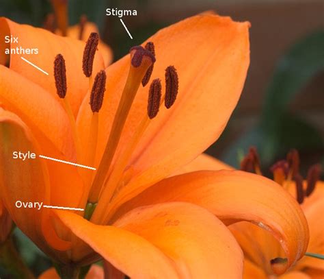 Lilium Flowers | Pacific Bulb Society