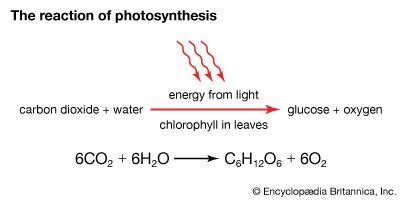 photosynthesis - Students | Britannica Kids | Homework Help