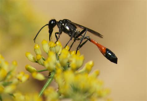 Dordogne: Solitary Wasps and other Insects | ObsessedByNature