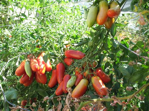 San Marzano Tomato Plants - Plant Ideas