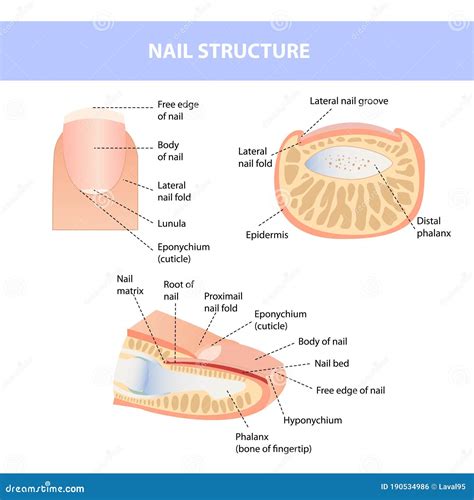 Anatomical Training Poster. Fingernail Anatomy. Cross-section of the ...