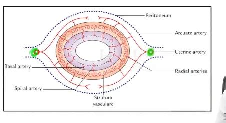 Female Reproductive System: Functions, Parts, Arteries, Lymph Nodes, Pelvic Viscera - NEET PG ...