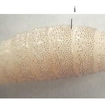 (a) Length of Cordylobia anthropophaga larvae in millimeters (12 mm);... | Download Scientific ...